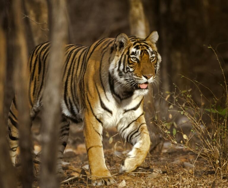 Ranthambore Tour Package | Fine India Tours