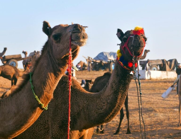 Golden Triangle Tour with Pushkar and Jodhpur | Fine India Tours