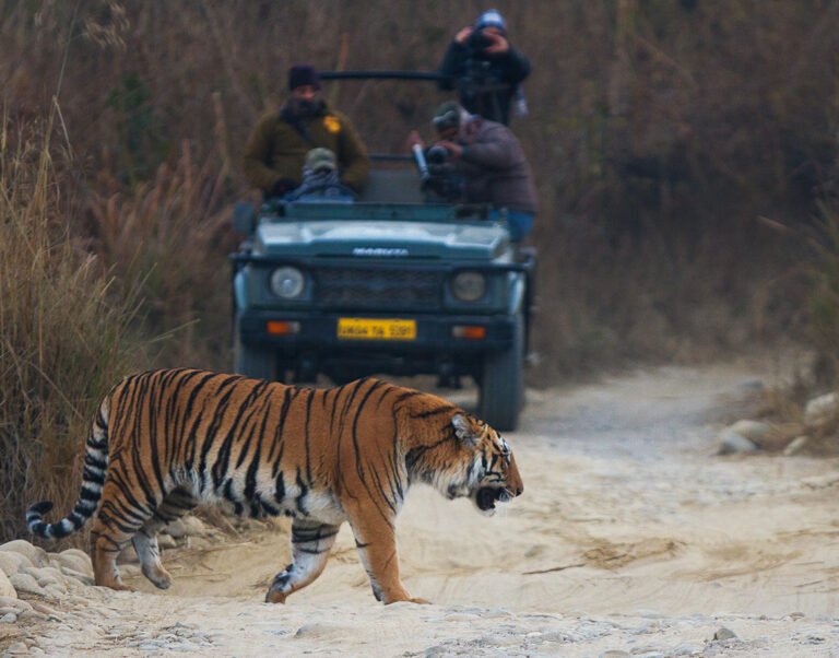 Jim Corbett Tour Package | Fine India Tours