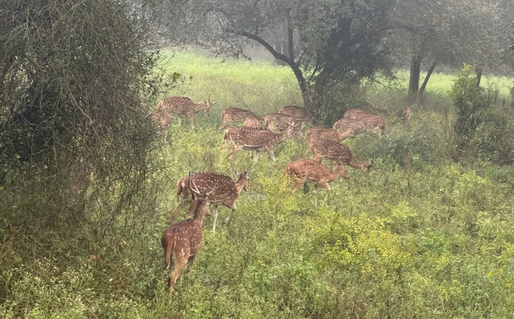 Sariska Safari Tour from Jaipur