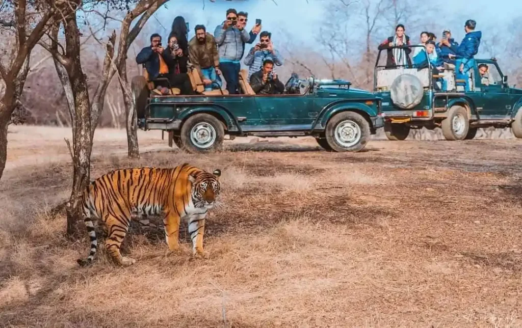 Tigers-and-taj-mahal-luxury-tours-from-delhi