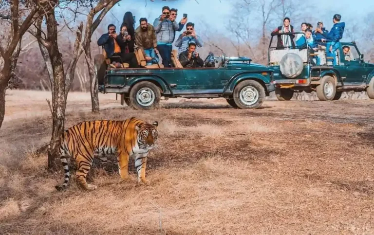 Tigers-and-taj-mahal-luxury-tours-from-delhi