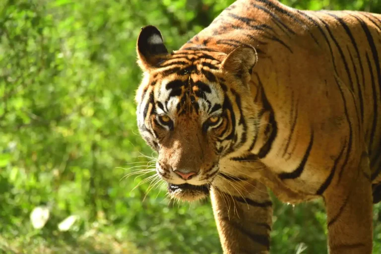 Golden Triangle with Jim Corbett