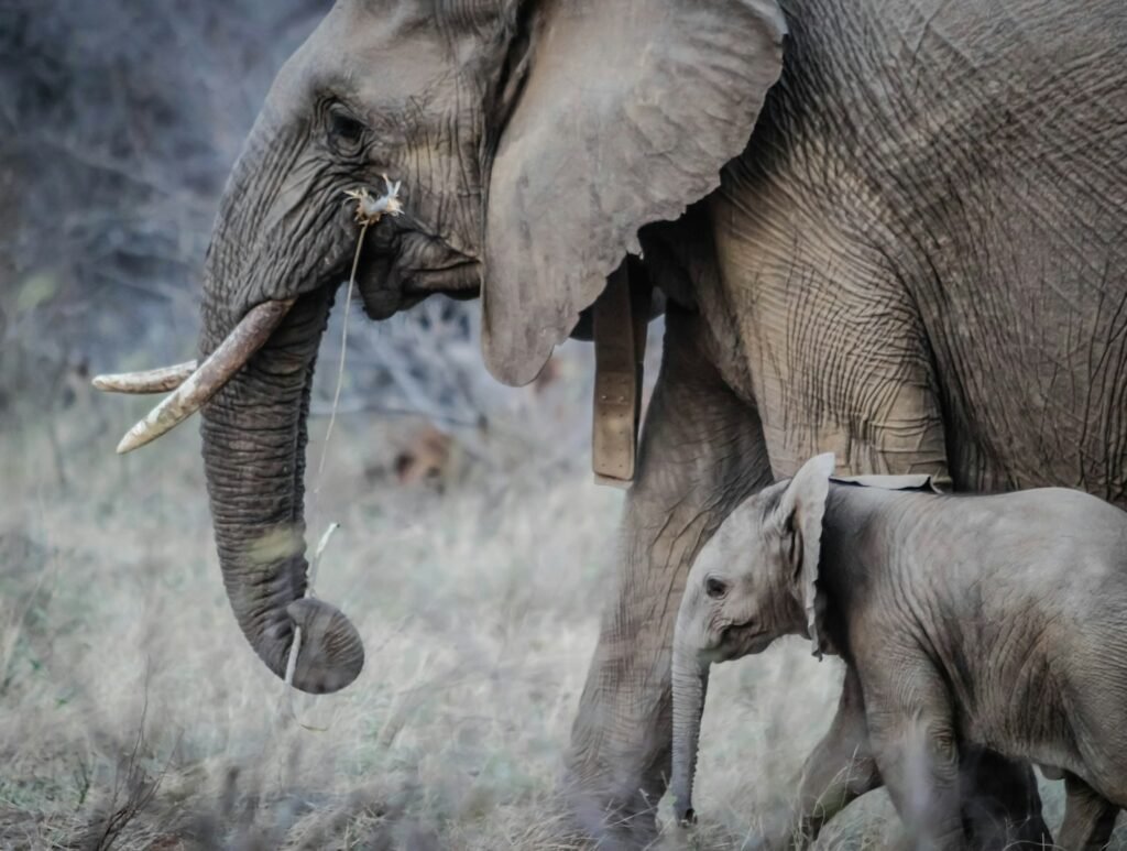 photo of black elephant