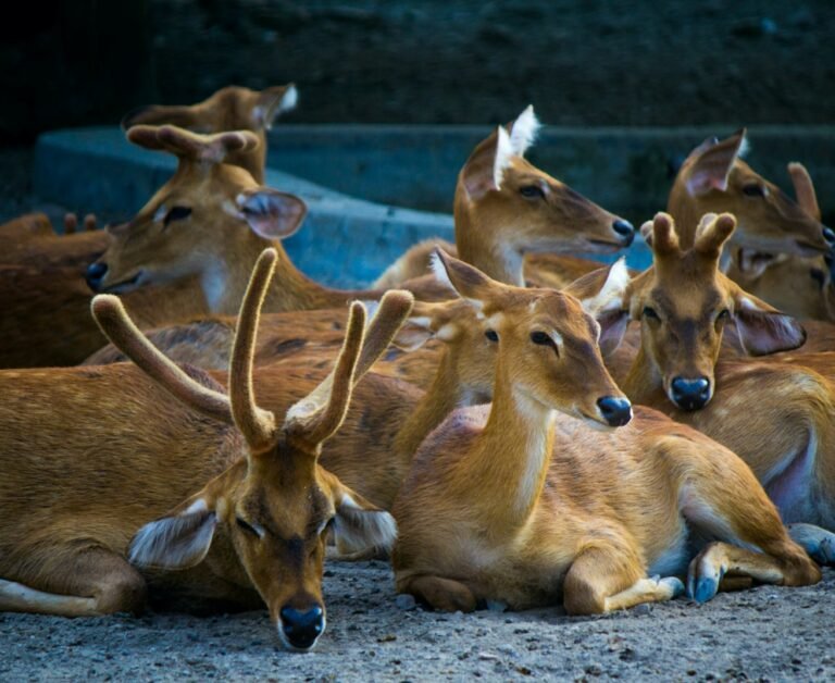 Sariska Tour Package | Fine India Tours