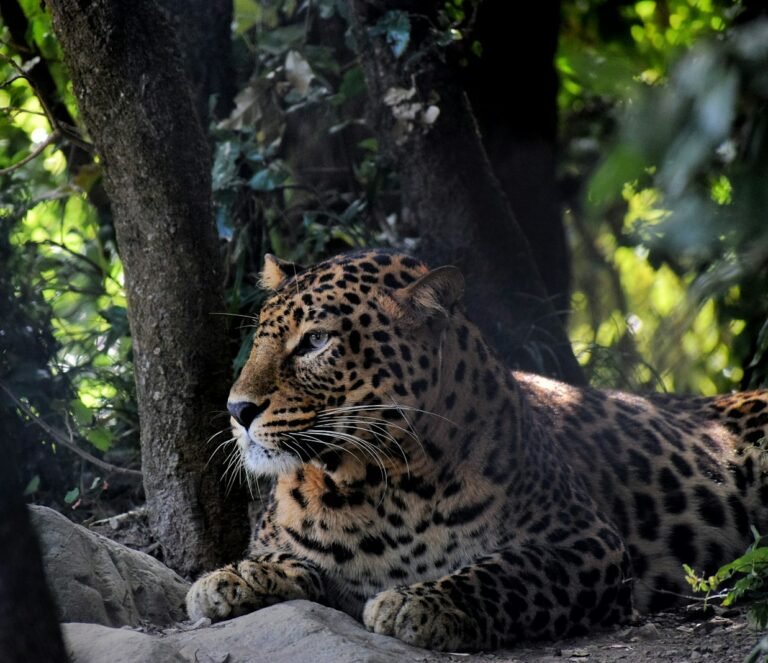 Golden Triangle Tour with Jim Corbett | Fine India Tours