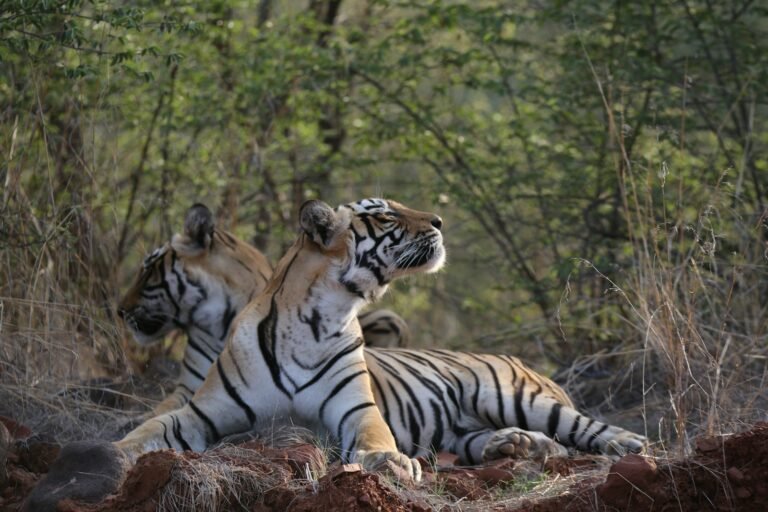 Royal Bengal Tiger in Ranthambore and the Taj Mahal in Agra India