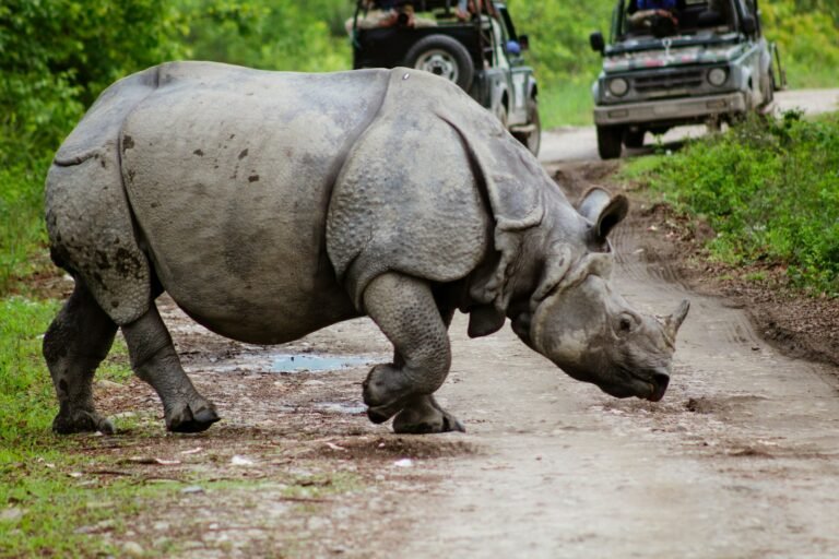 a rhino walking on a road